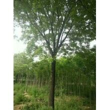 白蠟施工標準具體介紹及其工程綠化有哪些品種