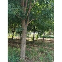 國槐潰瘍病的原因和癥狀及其移植技術(shù)介紹