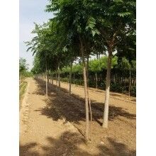 椿樹分類具體介紹及其生長習性